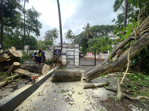 Tree uproots